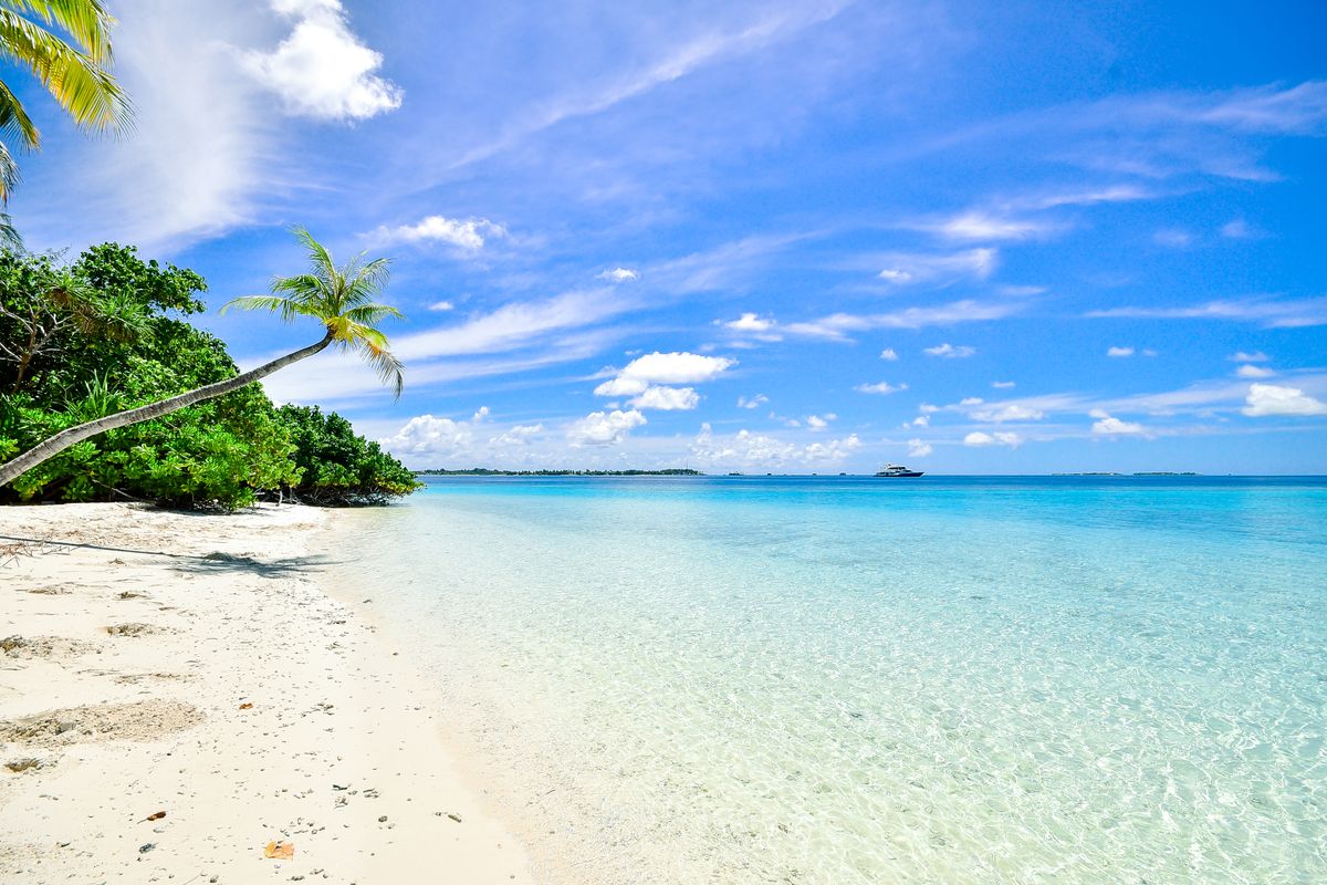 Sandy tropical beach with palm trees beside calm turquoise water
