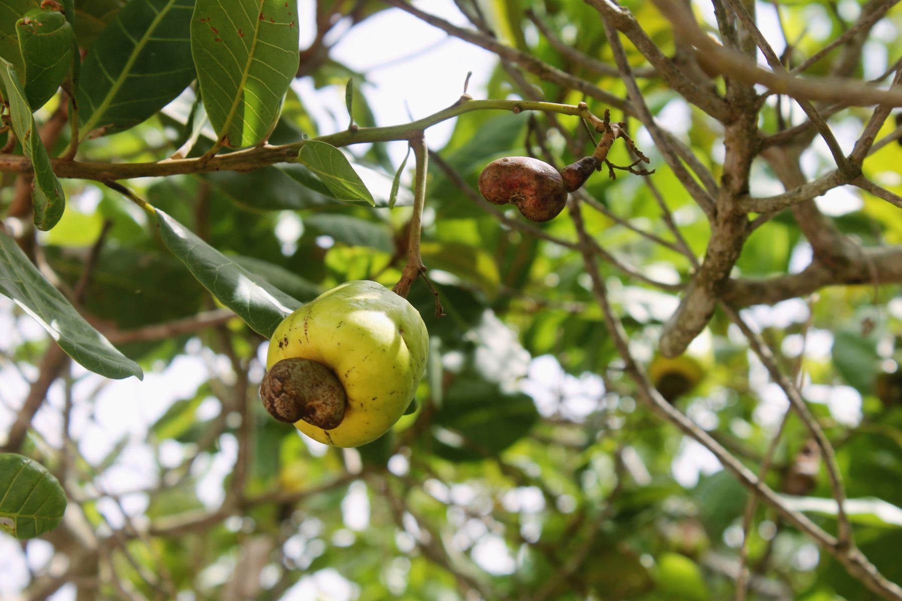 Cashew fruit growing on a tree