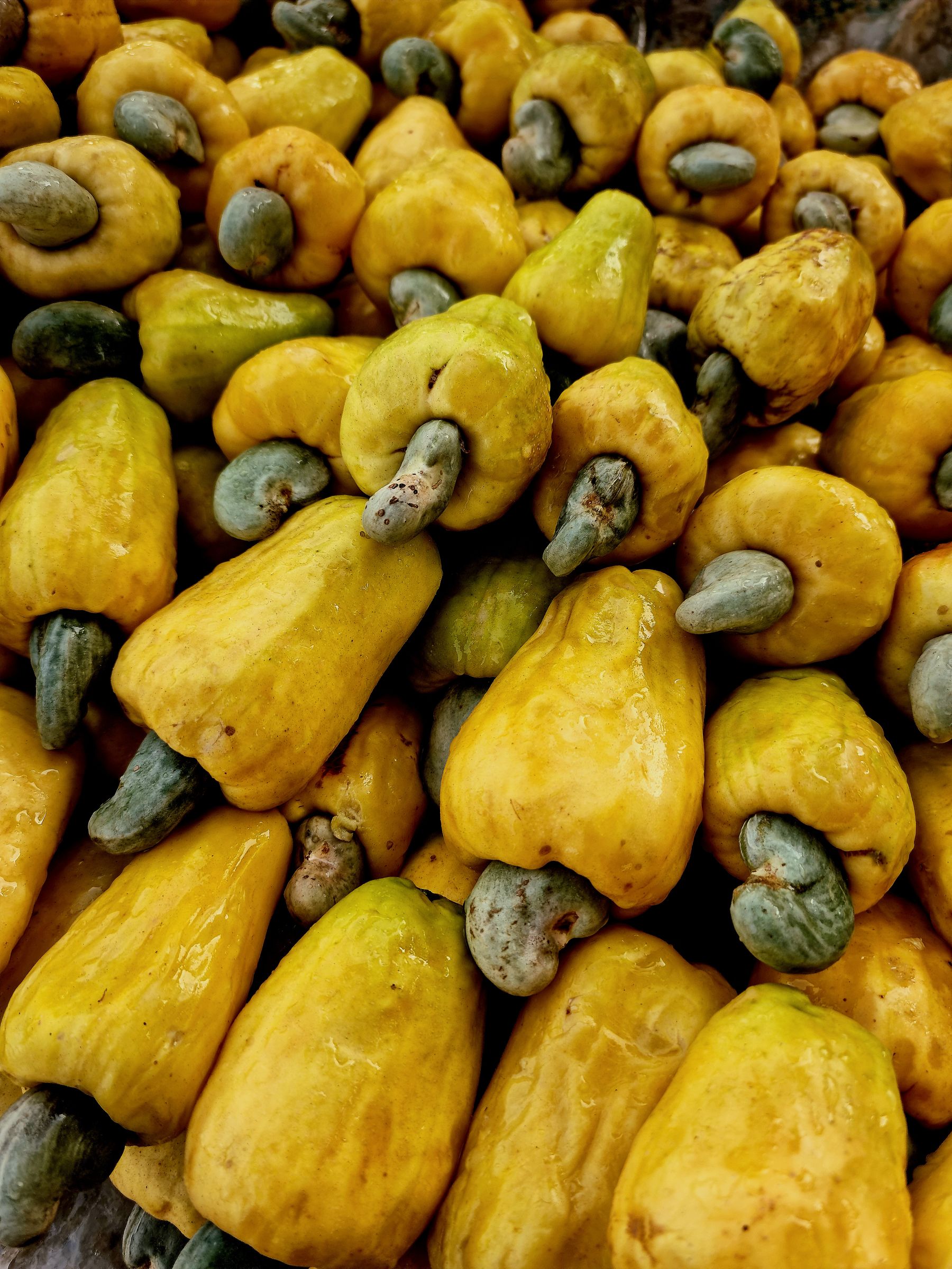 Fresh Nigerian cashew fruit