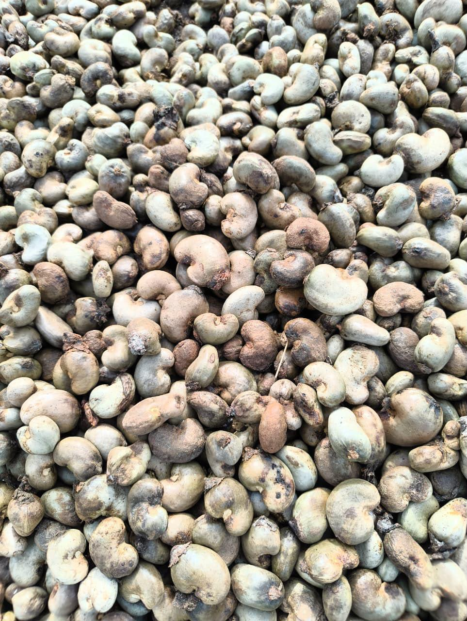 Raw cashew lot detail