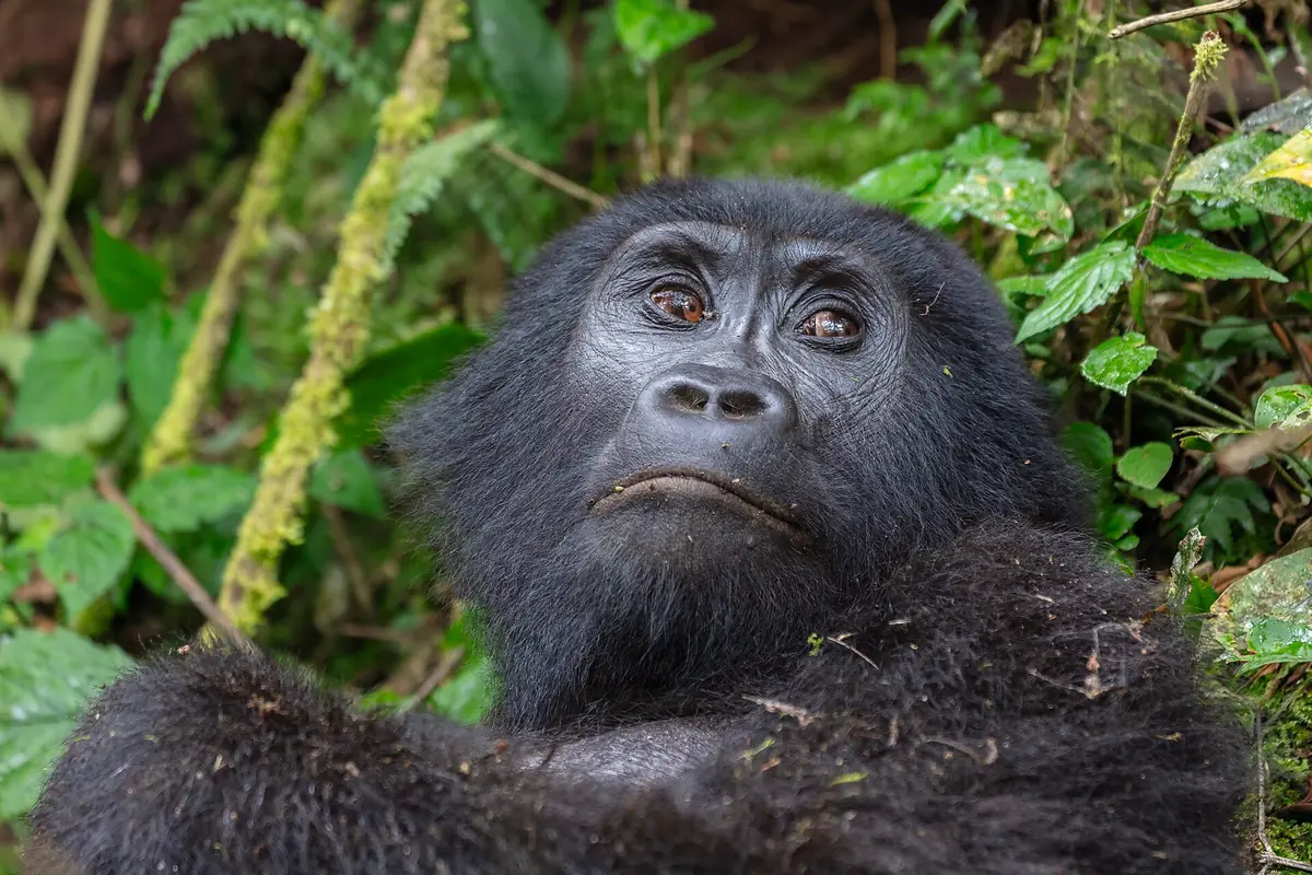 A gorilla rests among green foliage in Bwindi Impenetrable Forest, a highlight of Uganda national parks.