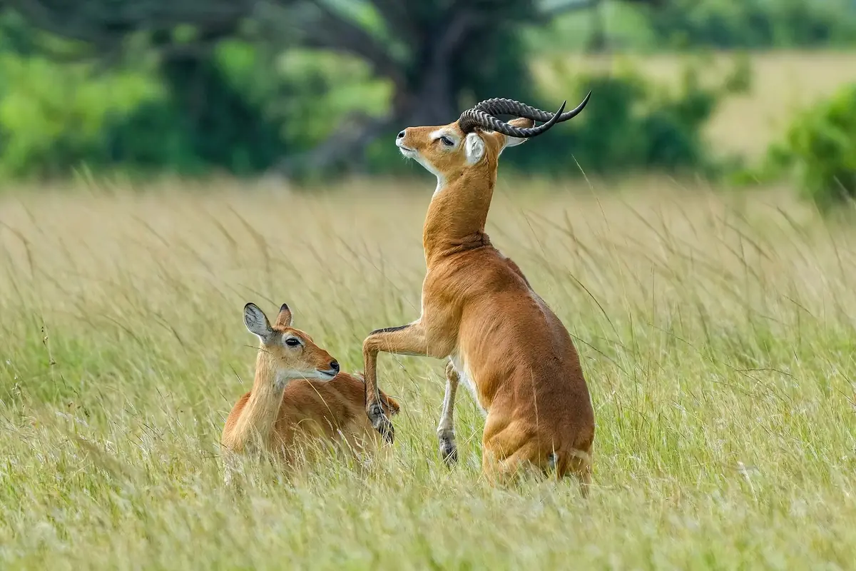 Antelopes in Queen Elizabeth National Park show the wildlife found in Uganda national parks.